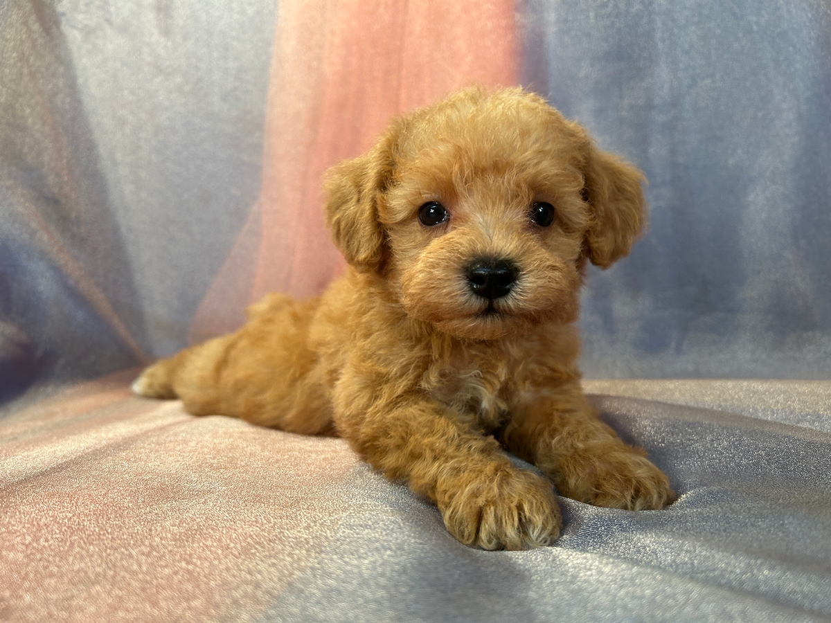 Male Schnoodle, F1, For Sale, DOB 8-21-2023 $1200